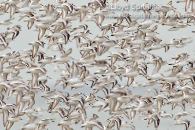 Sanderling