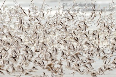 Sanderling