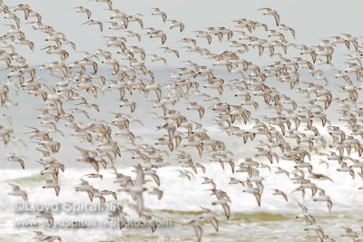 Sanderling