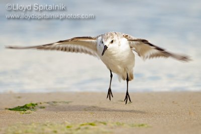 Sanderling
