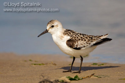 Sanderling