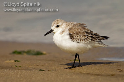Sanderling