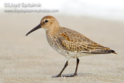 Dunlin (juvenile)