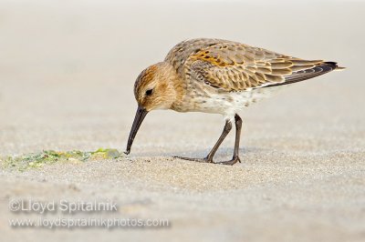 Dunlin (juvenile)