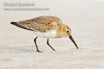 Dunlin (juvenile)
