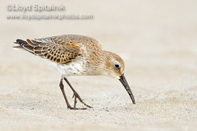 Dunlin (juvenile)