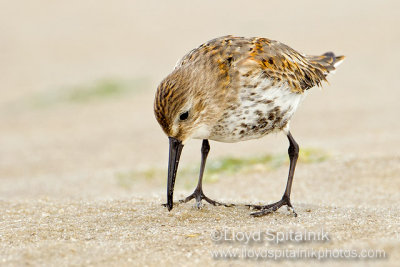 Dunlin (adult)