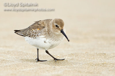 Dunlin