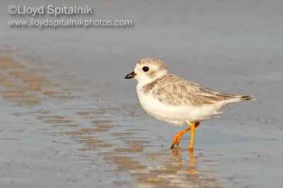 Piping Plover 