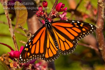 Monarch (female)