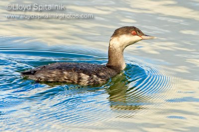 Horned Grebe