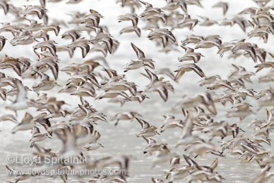 Sanderling