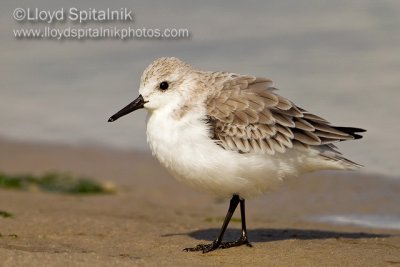 Sanderling
