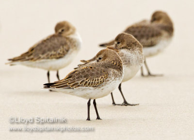 Dunlin