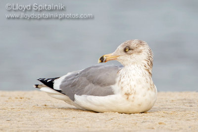 Herring Gull