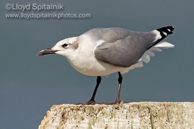 Laughing Gull