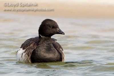 Brant