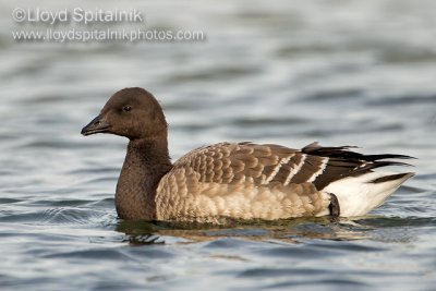 Brant (immature)