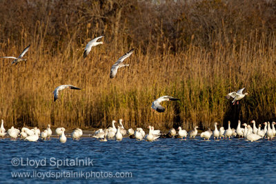 Snow Goose