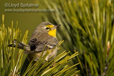 Grace's Warbler