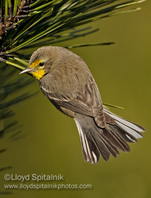 Grace's Warbler (male)