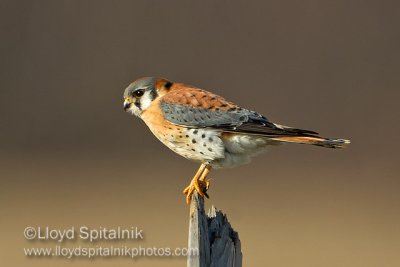 American Kestrel