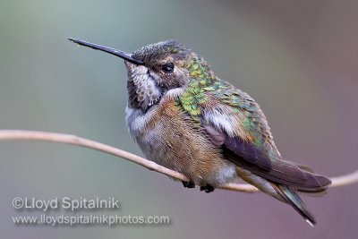 Rufous Hummingbird