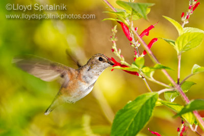 Rufous Hummingbird