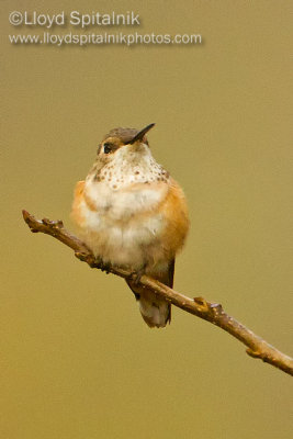 Rufous Hummingbird