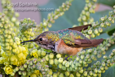 Rufous Hummingbird