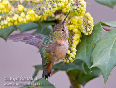 Rufous Hummingbird