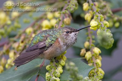 Rufous Hummingbird