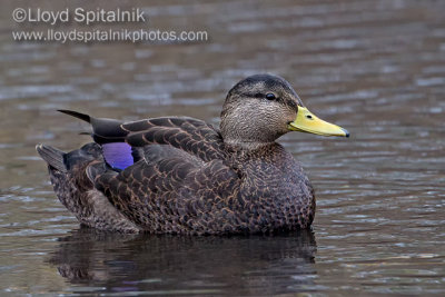 American Black Duck