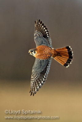 American Kestrel