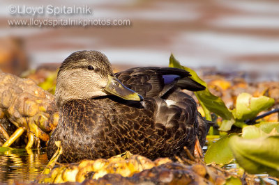 American Black Duck