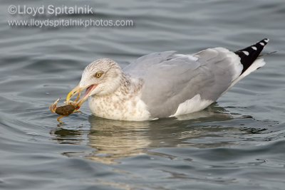 Herring Gull
