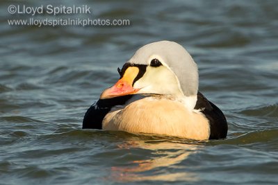 King Eider