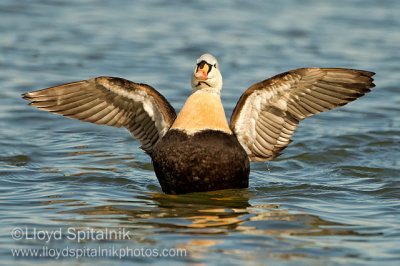 King Eider