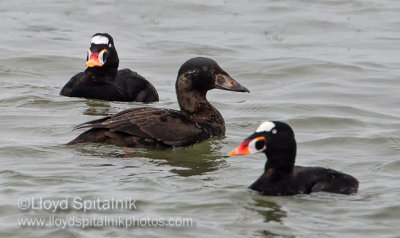 Surf Scoter