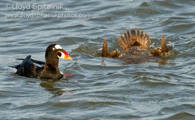 Surf Scoter