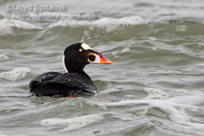 Surf Scoter