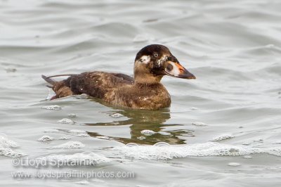 Surf Scoter (1st winter male)