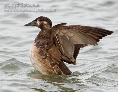 Surf Scoter (1st winter)