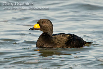 Black Scoter