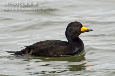 Black Scoter