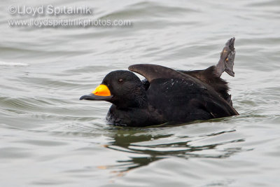 Black Scoter