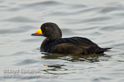 Black Scoter