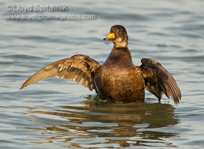 Black Scoter (1st winter male)