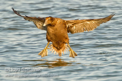 Common Eider