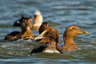 Common Eider